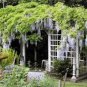 10 PCS Seeds Wisteria Flower Seeds Light Green Color