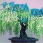 10 PCS Seeds Wisteria Flower Seeds Light Green Color