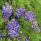 10 PCS Seeds Wisteria Wisteria Vine saplings Bonsai Upscale Vegetable Garden Plants 10 PCS Seeds Wisteria Wisteria Vine saplings Bonsai Upscale Vegetable Garden Plants