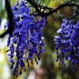 10 PCS Seeds Wisteria Wisteria Vine saplings Bonsai Upscale Vegetable Garden Plants