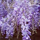 5 PCS Seeds Wisteria Wisteria Vine Saplings Seeds Pink and Purple Flowers 5 PCS Seeds Wisteria Wisteria Vine Saplings Seeds Pink and Purple Flowers
