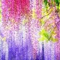5 PCS Seeds Wisteria Wisteria Vine Saplings Seeds Pink and Purple Flowers