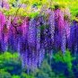 5 PCS Seeds Wisteria Wisteria Vine Saplings Seeds Pink and Purple Flowers