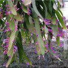 5 PCS Seeds Wittia Amazonica Amazing Epiphyllum