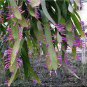 5 PCS Seeds Wittia Amazonica Amazing Epiphyllum