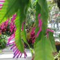 5 PCS Seeds Wittia Amazonica Amazing Epiphyllum