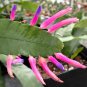 5 PCS Seeds Wittia Amazonica Amazing Epiphyllum