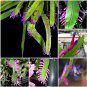 5 PCS Seeds Wittia Amazonica Amazing Epiphyllum