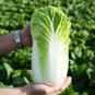 20 PCS Seeds Wong Bok Chinese Green Napa Cabbage