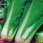 20 PCS Seeds Wong Bok Chinese Green Napa Cabbage