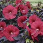 20 PCS Seeds World's Rarest Baby Face Orchid Perennial Flower