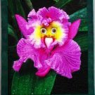 100 PCS Seeds World's Rarest Baby Face Orchid Perennial Flower