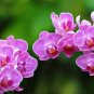 100 PCS Seeds World's Rarest Baby Face Orchid Perennial Flower