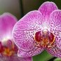 100 PCS Seeds World's Rarest Baby Face Orchid Perennial Flower