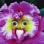 100 PCS Seeds World's Rarest Baby Face Orchid Perennial Flower