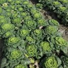 100 PCS Seeds Wuta-tsai Brassica campestris Black Cabbage Vegetable 100 PCS Seeds Wuta-tsai Brassica campestris Black Cabbage Vegetable
