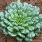 100 PCS Seeds Wuta-tsai Brassica campestris Black Cabbage Vegetable