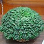 100 PCS Seeds Wuta-tsai Brassica campestris Black Cabbage Vegetable
