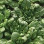 40 PCS Seeds Wuta-tsai Organic Vegetables
