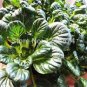 40 PCS Seeds Wuta-tsai Organic Vegetables