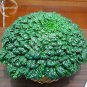40 PCS Seeds Wuta-tsai Organic Vegetables