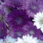 30 PCS Seeds Xeranthemum Annuum Flower