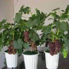 15 PCS Seeds Xinjiang Summer Black Grape Fruits