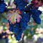 15 PCS Seeds Xinjiang Summer Black Grape Fruits