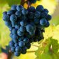 15 PCS Seeds Xinjiang Summer Black Grape Fruits