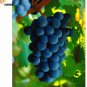 15 PCS Seeds Xinjiang Summer Black Grape Fruits
