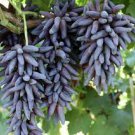 15 PCS Seeds Xinjiang Sweet Black Grape F1
