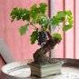 15 PCS Seeds Xinjiang Sweet Black Grape F1