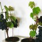 15 PCS Seeds Xinjiang Sweet Black Grape F1
