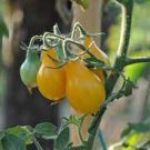 30 PCS Seeds Yellow 'Pear' Cherry Tomato