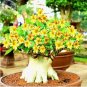 2 PCS Seeds Yellow Adeniu mRed Stripe Desert Rose, bonsai short