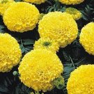 40 PCS Seeds Yellow African Marigold French Marigold 40 PCS Seeds Yellow African Marigold French Marigold