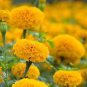 40 PCS Seeds Yellow African Marigold French Marigold