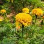 100 PCS Seeds Yellow African Marigold French Marigold
