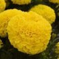 100 PCS Seeds Yellow African Marigold French Marigold