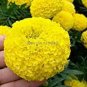100 PCS Seeds Yellow African Marigold French Marigold