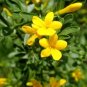 10 PCS Seeds Yellow Arabian Jasmine