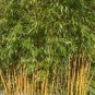 25 PCS Seeds Yellow bamboo Phyllostachys Aureosulcata Gold Bamboo