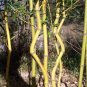 25 PCS Seeds Yellow bamboo Phyllostachys Aureosulcata Gold Bamboo