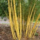 100 PCS Seeds Yellow bamboo Phyllostachys Aureosulcata Gold Bamboo 100 PCS Seeds Yellow bamboo Phyllostachys Aureosulcata Gold Bamboo