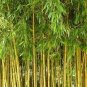 100 PCS Seeds Yellow bamboo Phyllostachys Aureosulcata Gold Bamboo
