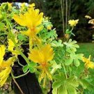 5 PCS Seeds Yellow Canary Creeper Nasturtium 5 PCS Seeds Yellow Canary Creeper Nasturtium