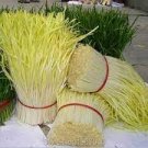 50 PCS Seeds Yellow Chinese Chives 50 PCS Seeds Yellow Chinese Chives