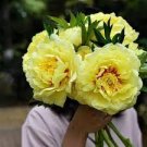 5 PCS Seeds Yellow Chinese Tree Peony 5 PCS Seeds Yellow Chinese Tree Peony