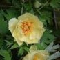 5 PCS Seeds Yellow Chinese Tree Peony