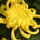 50 PCS Seeds Yellow Chrysanthemum Perennial Bonsai Flower 50 PCS Seeds Yellow Chrysanthemum Perennial Bonsai Flower